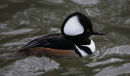 Hooded Merganser